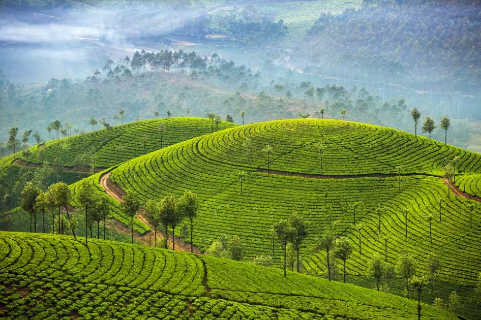 "Best Places to Visit in India – Lush green tea plantations surrounded by misty hills in Munnar, Kerala."